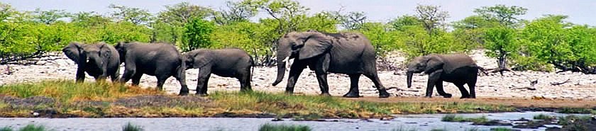 Etoscha Nationalpark