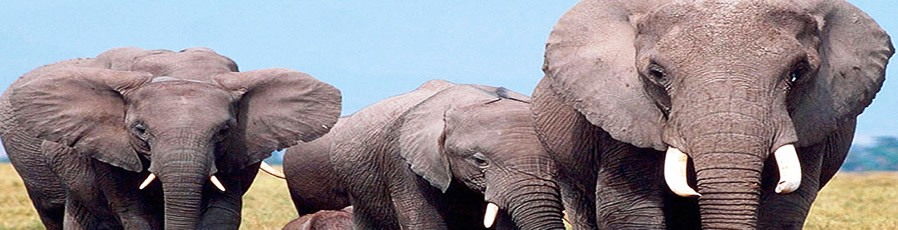 Addo Elefant Park