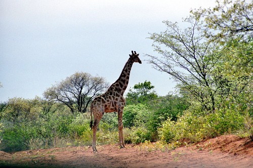 Pirsch auf dem Waterberg