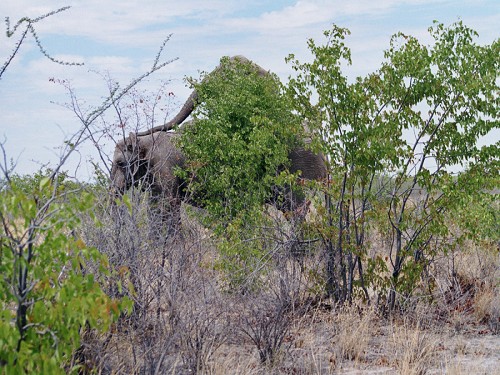 Elefantenpaarung life
