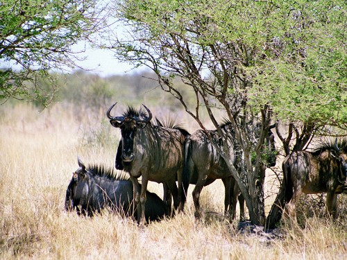 Gnus im Schatten der B�ume