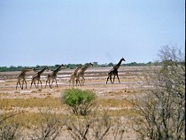 Giraffen