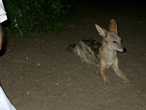 Schakale in den Camps - und manche gar nicht scheu