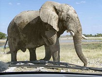 Elefant