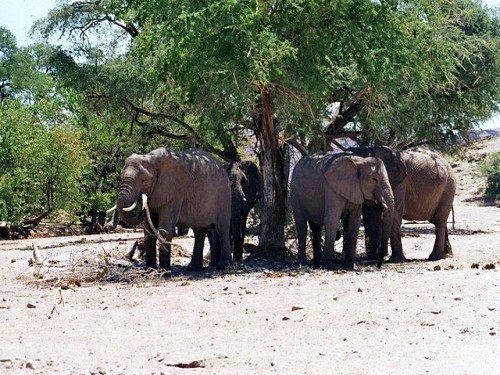 Elefanten im Aba Huab Camp