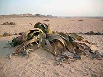 Welwitschia mirabilis