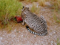 F�tterung der Geparden