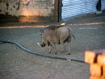 Das Haustier von Gariganus - Warzenschwein