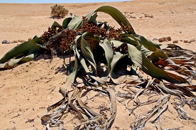 Welwitschia Mirabilis, männliche Pflanze