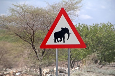 beware of elefant