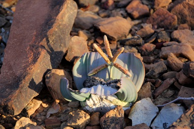 Welwitschia - männlich