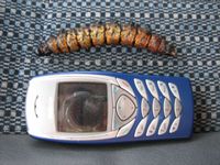 Mopane & Nokia 6100