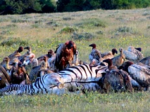 Etoscha Nationalpark