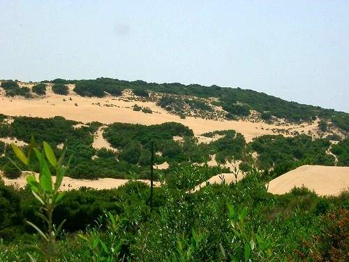 Bewachsene Sanddnen Costa Verde