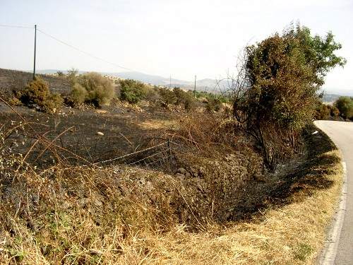 Feuer am Stra&szlig;enrand