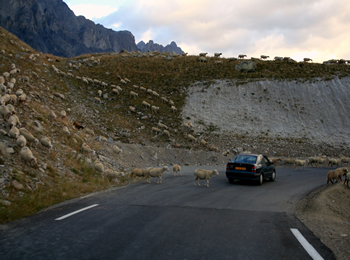 Schafe bei der abendlichen Heimkehr in den Stall